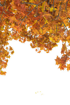Autumn tree branches hanging from top border isolated on transparent background