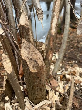 Beaver bite marks in their natural habitat along a river in central Germany&mdash;trees felled to build a beaver lodge