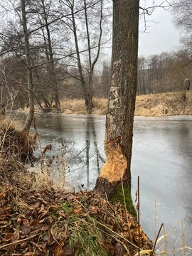 Beaver bite marks in their natural habitat along a river in central Germany&mdash;trees felled to build a beaver lodge
