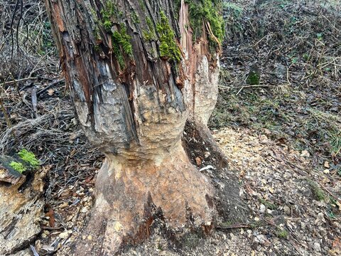 Beaver bite marks in their natural habitat along a river in central Germany&mdash;trees felled to build a beaver lodge