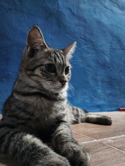 cat on the wall © Ridho