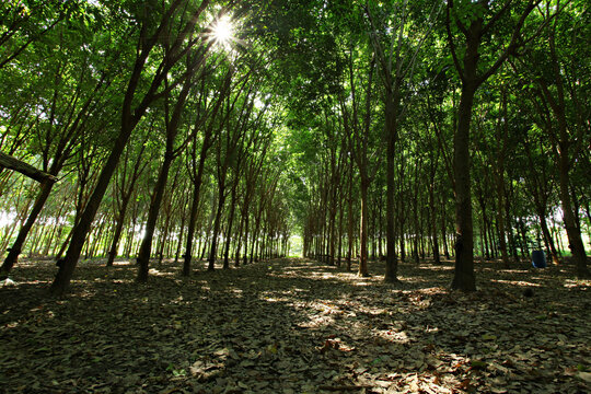 The beauty of rubber plantations, an economic plant in the northeastern and southern regions of Thailand
