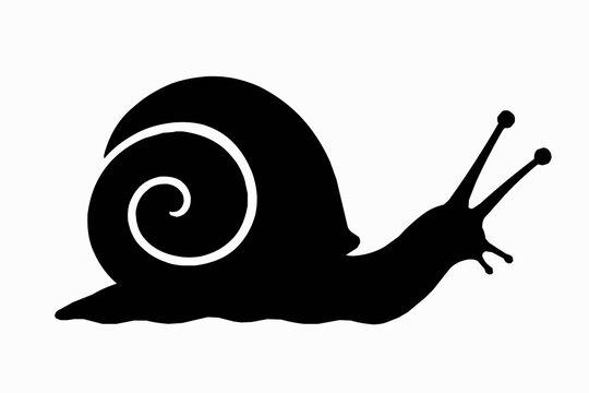 Garden Snail with Spiral Shell Silhouette