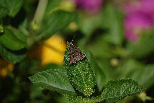 the mallow skipper butterfly (Carcharodus alceae)