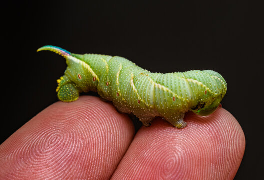 big green caterpillar on tip of fingers