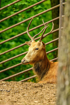 Pere David's deer (Elaphurus davidianus) aka milu or elaphure