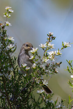 Brown Honeyeater eating nectar from Australian native flowers, bird, Australia Fraser Coast 