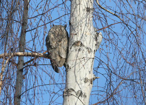 Long-eared Owl (Asio otus) seen from behind roosting against a birch tree trunk.