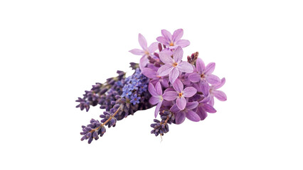 Bunch of aromatic purple lavender flowers spring garden flora decoration isolated on transparent background © Olga