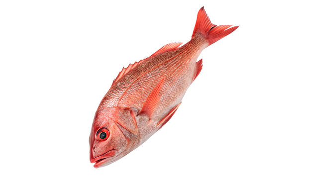 Single fresh raw red fish snapper seafood market grocery ingredient isolated on transparent background