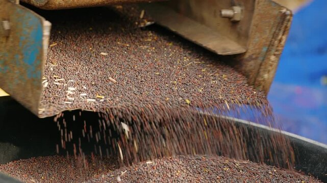 Close up of a grain separator machine pouring harvested mustard seeds into a container. Agricultural equipment sorting raw crop