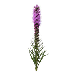 Purple liatris flower spike on a transparent background © OpaDesign