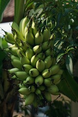 A dense bunch of raw green bananas hanging on the tree with green leaves, suitable for organic farming, tropical agriculture, or healthy food concepts. © Salmy