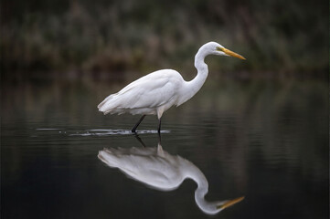 Obraz premium Herons in shallow water, herons seen in shallow waters, marshes, or rice paddies. Herons are the most representative birds of wetland ecosystems, preferring to hunt in shallow water. 