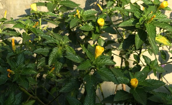 Beautiful yellow alder flower (Turnera ulmifolia) blooming in a lush green garden under dramatic morning sunlight. Vibrant yellow blossom on fresh tropical shrub, for nature and botanical concepts