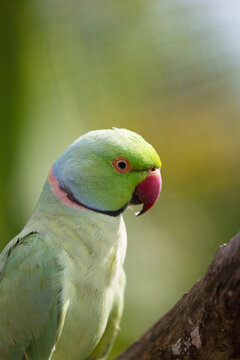 A close-up of the rose-ringed parakeet (Psittacula krameri), also known as the ring-necked parakeet

