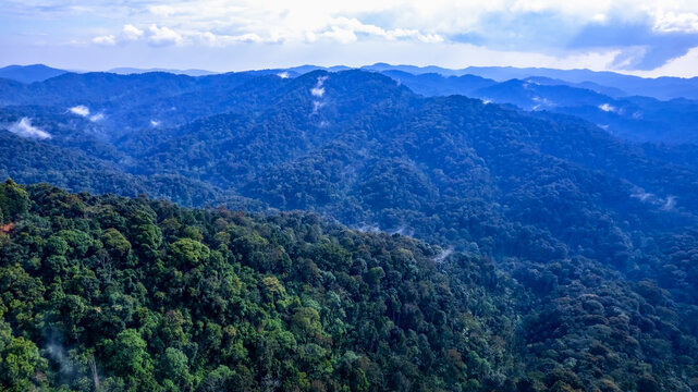 Aerial view of the dense, lush canopy of Bwindi Impenetrable Forest with rolling hills and mist-covered mountains in Kisoro, Western Region, Uganda.