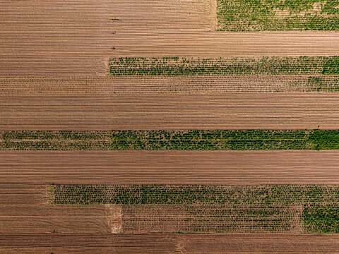 Aerial view of Koh Pen agricultural fields with rows of crops and tilled soil in Kampong Cham Province, Cambodia.