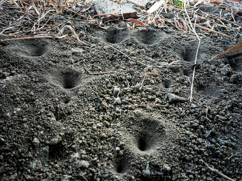 Insect Pitfall Trap in Dry Earth