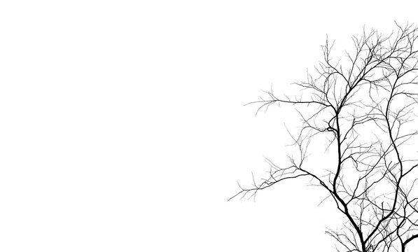 Dead tree silhouette with bare branches, curved trunks and fine twigs isolated on white, providing a botanical element for graphic design and decoration.