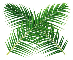Two crossed green coconut palm leaves © Juthi