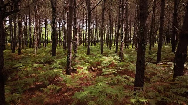 Landes pine forest with ferns covering the ground, aerial pan right