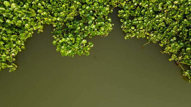 Aerial view of water hyacinth plants floating on the surface of a calm river in Patikraja, Central Java, Indonesia.