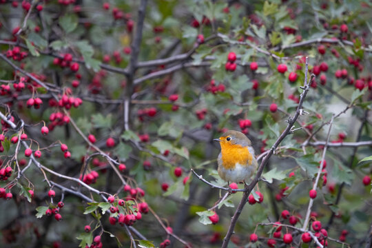 Robin (Erithacus rubecula) perched on a branch in natural autumn vegetation