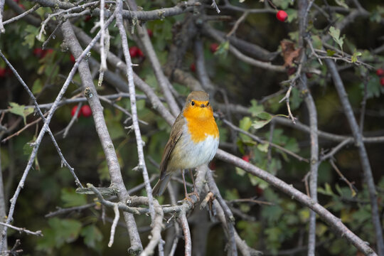Robin (Erithacus rubecula) perched on a branch in natural autumn vegetation