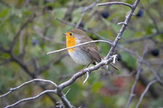 Robin (Erithacus rubecula) perched on a branch in natural autumn vegetation