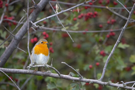 Robin (Erithacus rubecula) perched on a branch in natural autumn vegetation