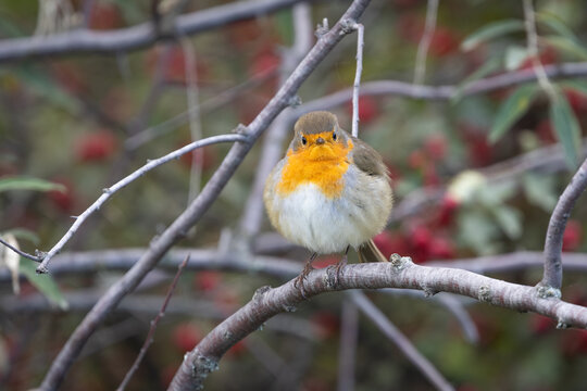 Robin (Erithacus rubecula) perched on a branch in natural autumn vegetation