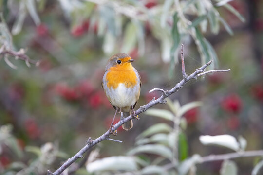 Robin (Erithacus rubecula) perched on a branch in natural autumn vegetation