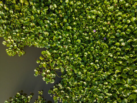 Aerial view of water hyacinth covering the surface of a river or pond, with lush green leaves and small purple flowers, in Patikraja, Central Java, Indonesia.