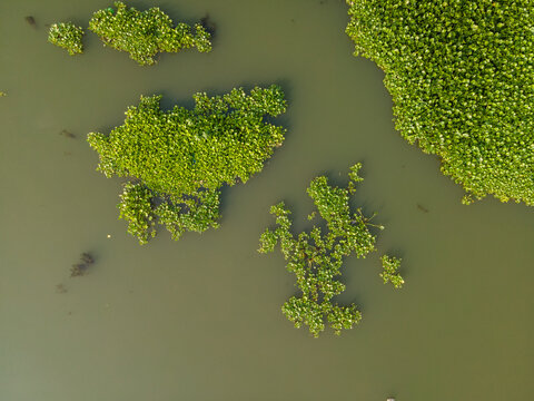 Aerial view of floating water hyacinth patches on the calm surface of a river in Patikraja, Central Java, Indonesia.