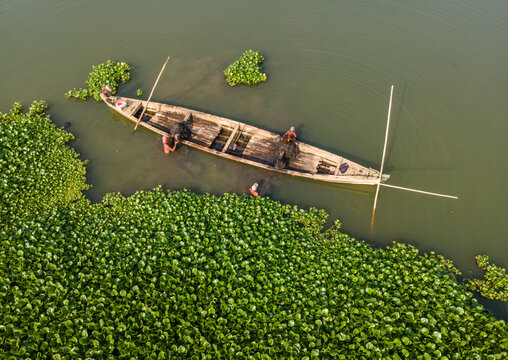 Aerial view of a wooden boat with fishermen working amidst dense water hyacinth plants in the Kalirajut river in Patikraja, Central Java, Indonesia.