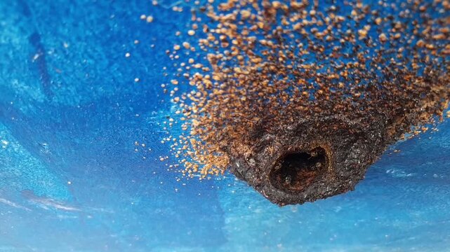 Stingless bee building propolis nest entrance macro Full HD