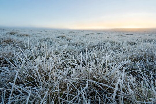 Frostcovered grass in a field at sunrise
