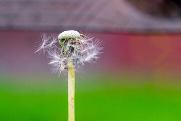 A close-up shot of a dandelion seed head, known as a blowball, standing prominently against a soft, blurred background, that has mostly lost its fluffy white seed parachutes on a hollow green stem.   © Jacek