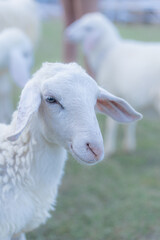 Close up portrait of a cute white sheep looking away in a scenic outdoor farm setting with green grass and blurred sheep in the background during a bright sunny day © maemodnit13