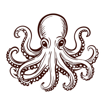 Octopus featuring rounded head eight curling tentacles rows of suction cups and expressive organic contours, detailed hand drawn vector illustration with vintage maritime engraving character