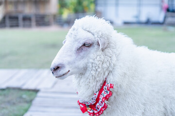 Close up portrait of a cute white sheep wearing a festive red collar with white patterns in an outdoor farm setting with blurred background during a bright sunny day, domestic animal photography. © maemodnit13