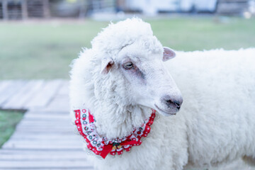 Close up portrait of a cute white sheep wearing a festive red collar with white patterns in an outdoor farm setting with blurred background during a bright sunny day, domestic animal photography. © maemodnit13