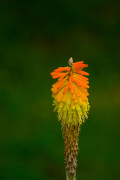 Macro of a blooming torch lily kniphofia flower with soft green bokeh background.