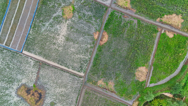 Aerial view of the rice paddies in Gedebage, showcasing the intricate grid of flooded fields and irrigation paths in Bandung, West Java, Indonesia.