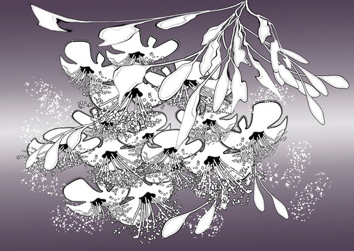 Luxurian branch of white tropical flowers of durian of the Malvaceae family