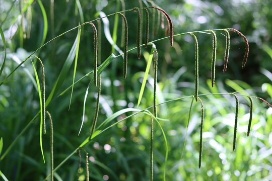 Pendulous sedge or carex pendula drooping flower spikes