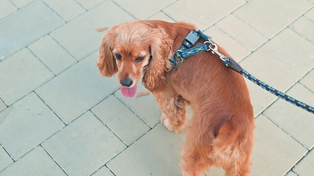 A small brown dog with long fur is walking on a paved pathway while wearing a blue harness. The cocker spaniel occasionally turns its head and appears curious about the surroundings