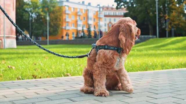 A dog sits on a paved path in a park, enjoying the outdoors. The animal has long fur and a happy demeanor, while the grassy area and colorful buildings create a lively setting
