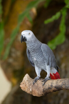The grey parrot (Psittacus erithacus), also known as the Congo grey parrot